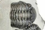 Pedinopariops Trilobite With Partial - Mrakib, Morocco #287719-7